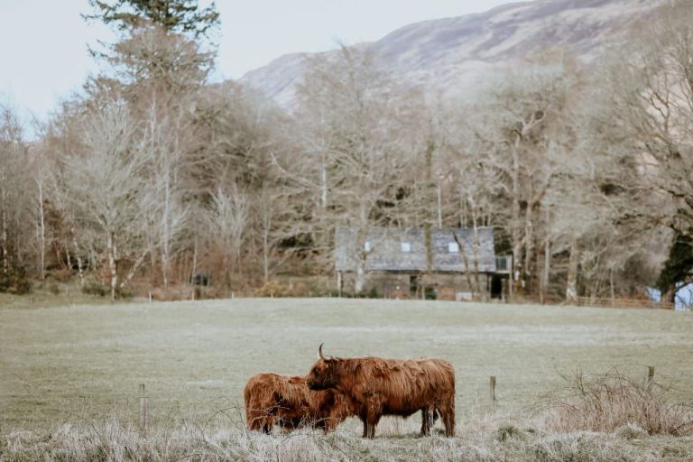 vaches écossaises